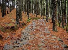 Vagamon Pine Forest