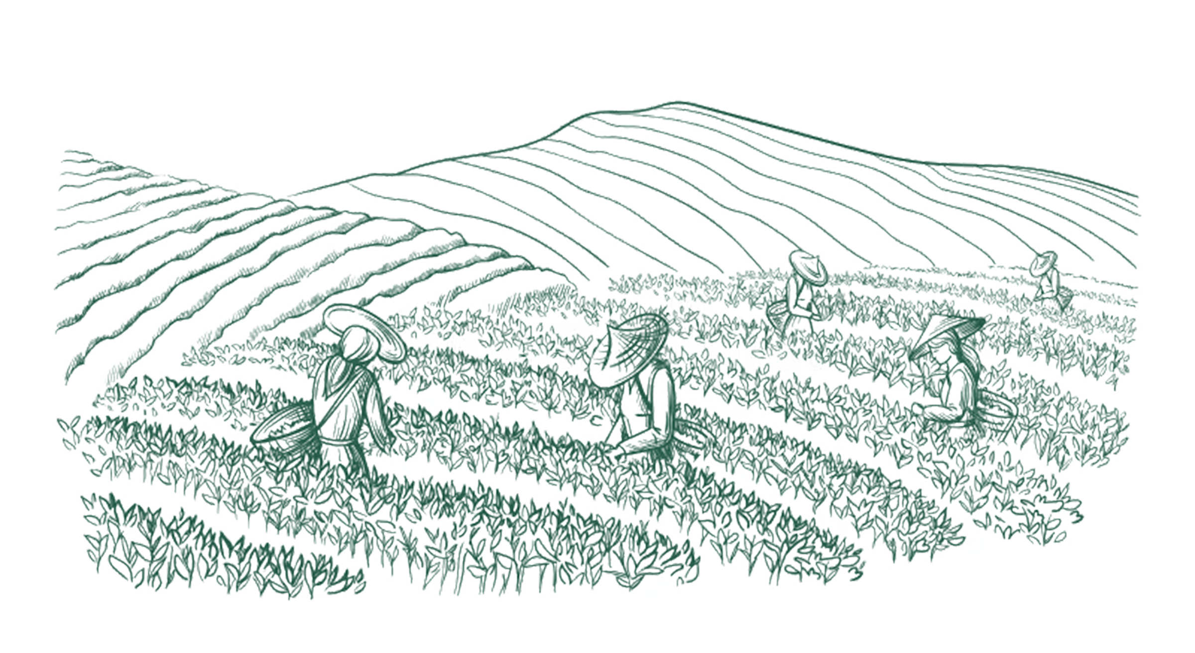 Hill Illustration